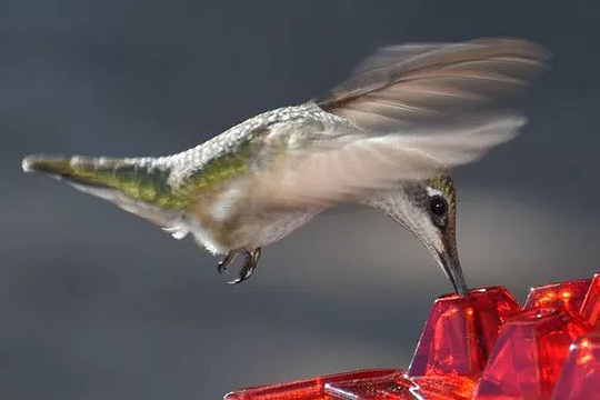 Hummingbird Feeder Ant Proof Outdoor Hanging With Perch