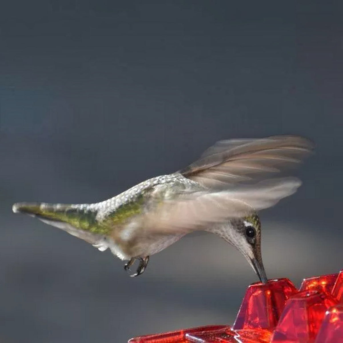 Hummingbird Feeder Ant Proof Outdoor Hanging With Perch