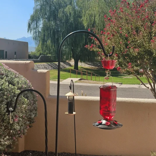 Glass Hummingbird Feeder with a 24 Ounce Capacity, Six Flower Shaped Ports and an Ant Moat in Red or Purple