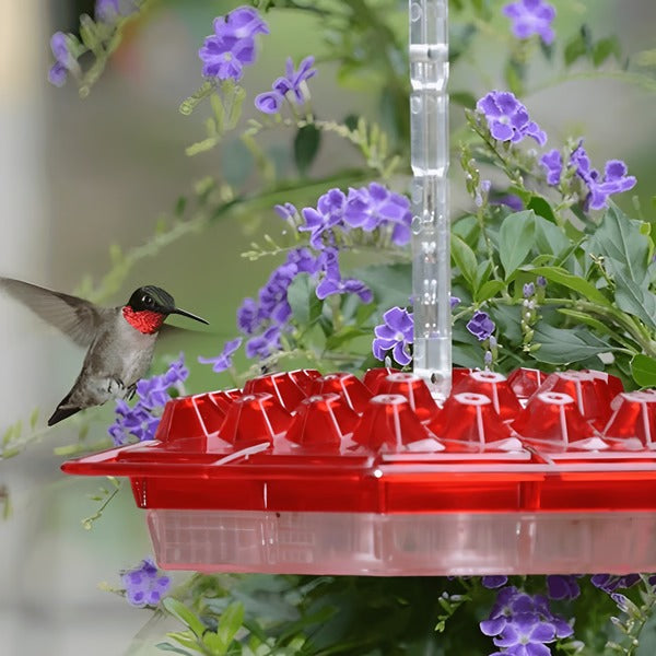 Hummingbird Feeder with Built in Ant Moat Design