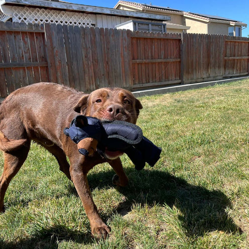 Dog Chew Toy with Bear Design for Heavy Chewers