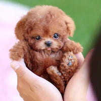 Interactive Robotic Puppy Toy with Motion and Sound Features for Kids