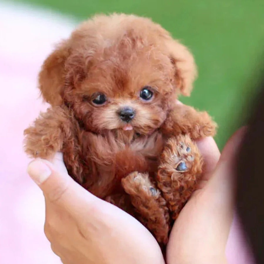 Interactive Robotic Puppy Toy with Motion and Sound Features for Kids