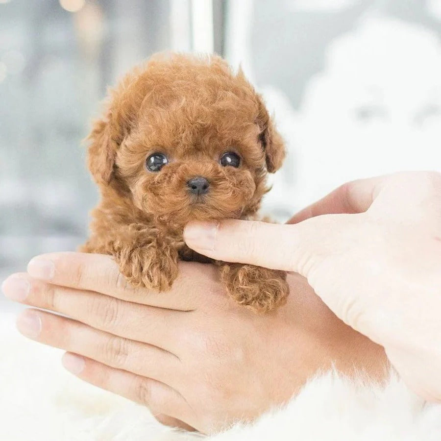 Interactive Robotic Puppy Toy with Motion and Sound Features for Kids