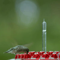 Hummingbird Feeder Ant Proof Outdoor Hanging With Perch