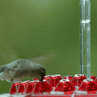 Hummingbird Feeder Ant Proof Outdoor Hanging With Perch