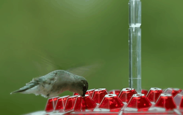 Hummingbird Feeder Ant Proof Outdoor Hanging With Perch