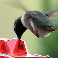 Hummingbird Feeder Ant Proof Outdoor Hanging With Perch