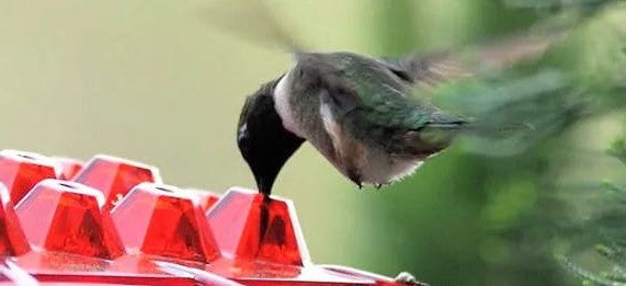 Hummingbird Feeder Ant Proof Outdoor Hanging With Perch