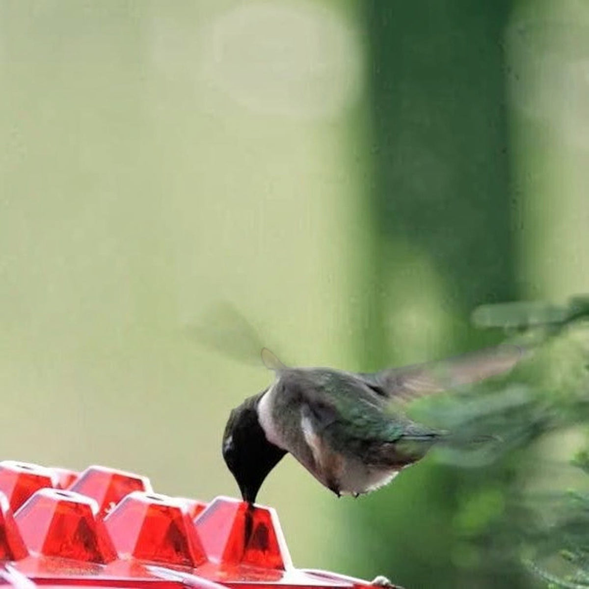 Hummingbird Feeder Ant Proof Outdoor Hanging With Perch