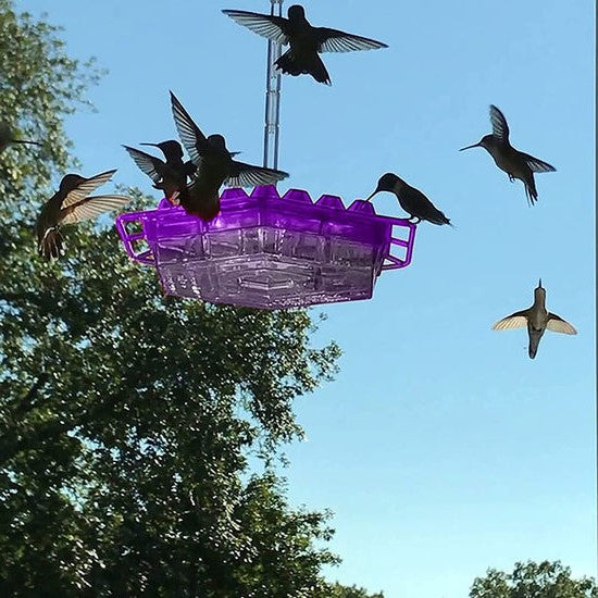 Hummingbird Feeder Ant Proof Outdoor Hanging With Perch