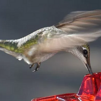 Hummingbird Feeder Ant Proof Outdoor Hanging With Perch