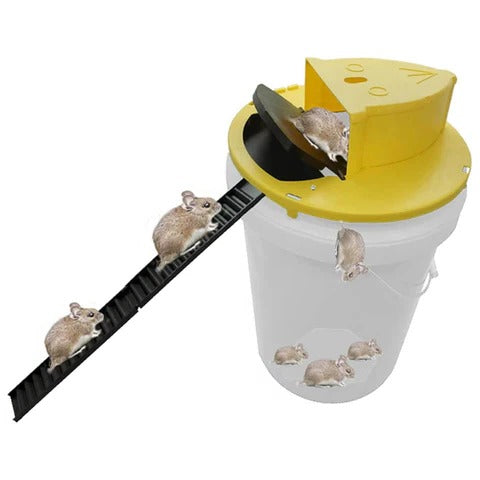 Self-Resetting Bucket Trap with Dual Access Ladders for 5-Gallon Buckets