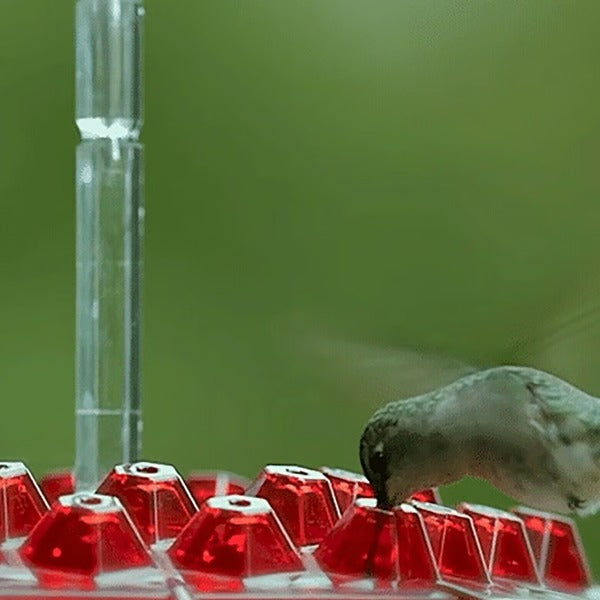 Hummingbird Feeder with Built in Ant Moat Design